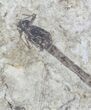 Fossil Damselfly - Green River Formation, Wyoming #23301-1